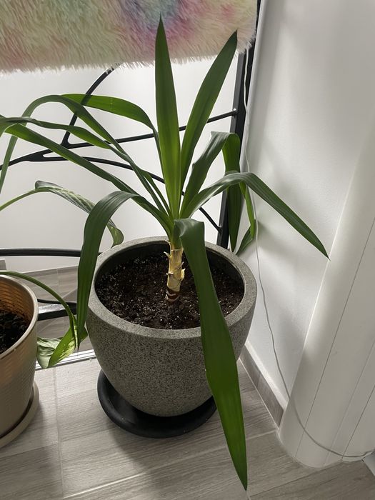 Vand planta yucca de apartament