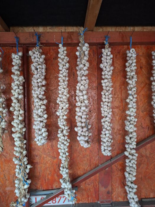 Vand usturoi romanesc