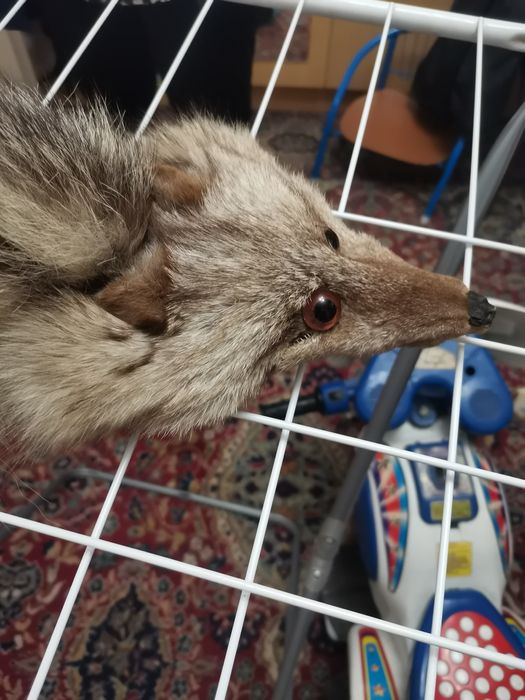 Лисица яка с щипка