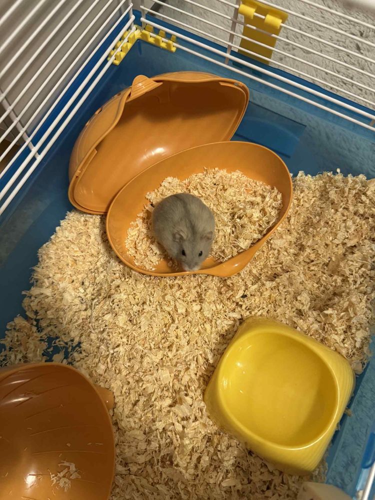 Vand Hamster pitic 3 luni cu tot cu casuta si accesorii