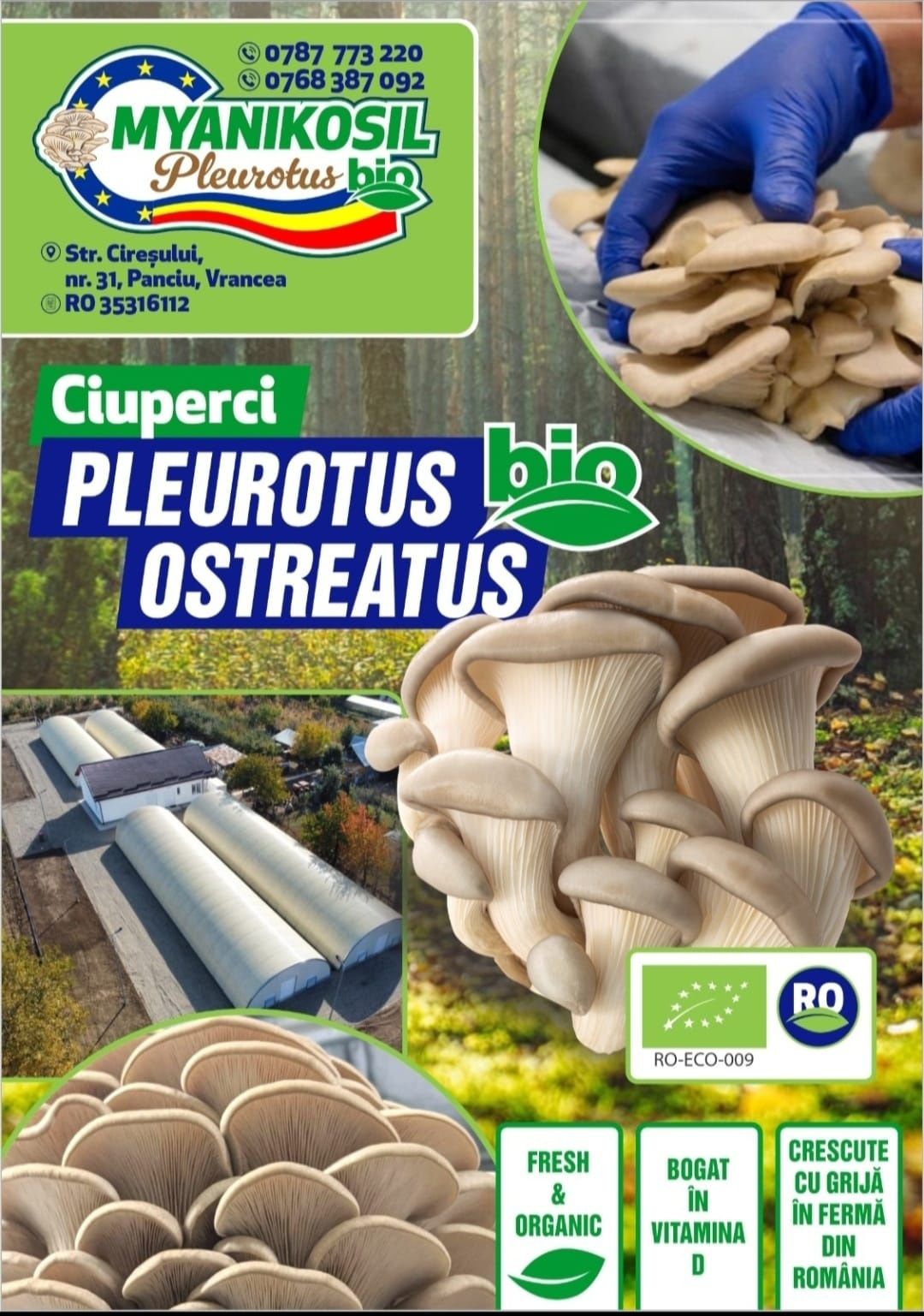 Pleurotus Ostreatus BIO