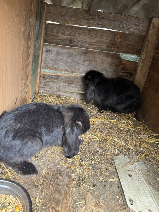 Femele berbec german