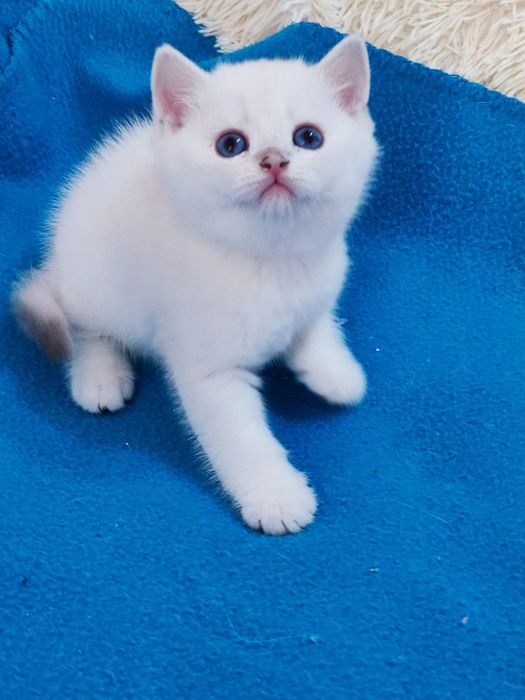British shorthair NS 11 33  băieței și fetite