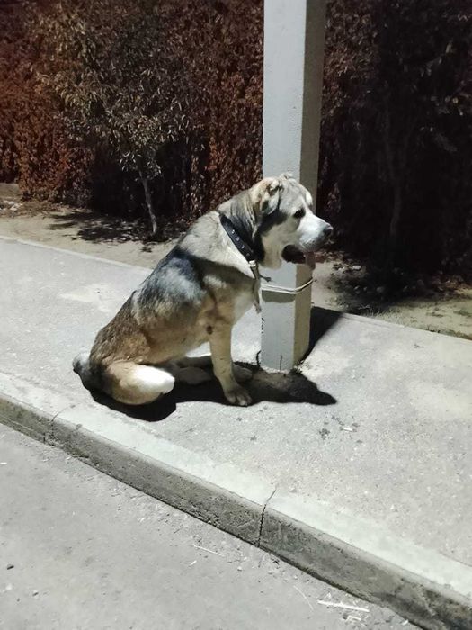 Вязка Кобель ( ургашы кабылдаймын)