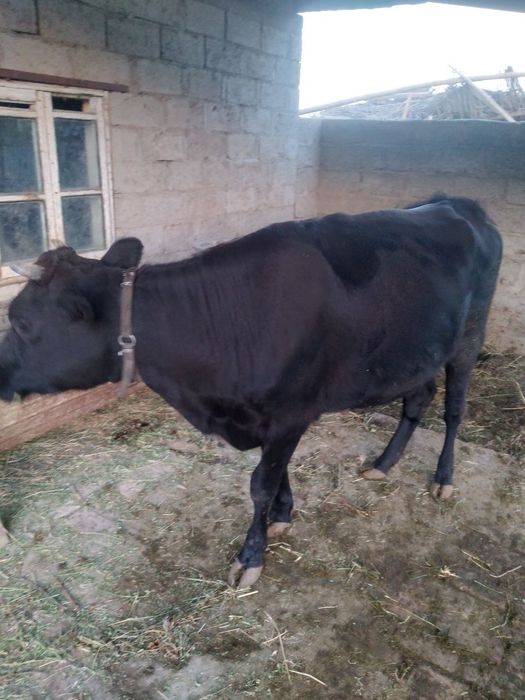 Gunojin yaxshi mol hali tuğmagan