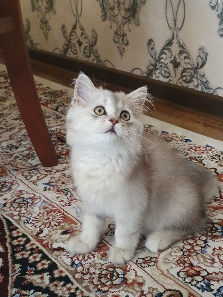 Persian Chinchilla