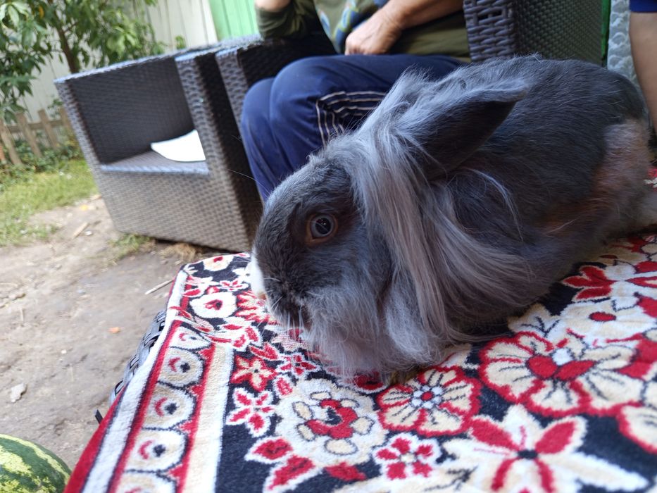 Pui de iepurași cap de leu - 50 lei