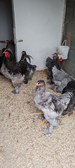 Cocoși brahma și ameraucana 2025
