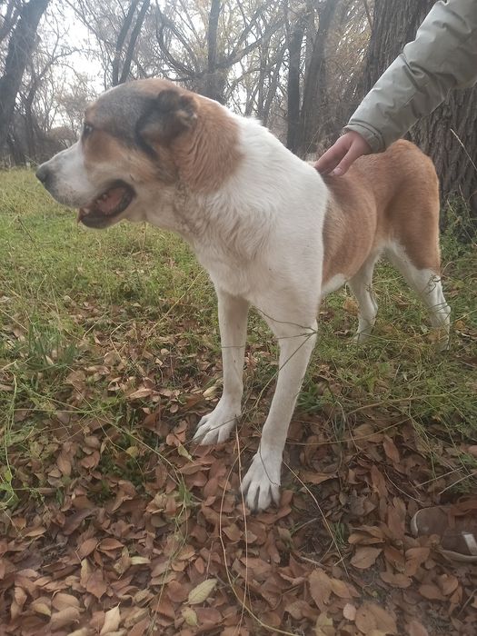 Продаётся Алабай девочка.