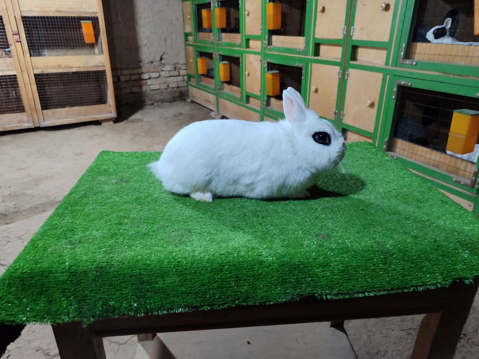 Hatot sames karlik quyon oq