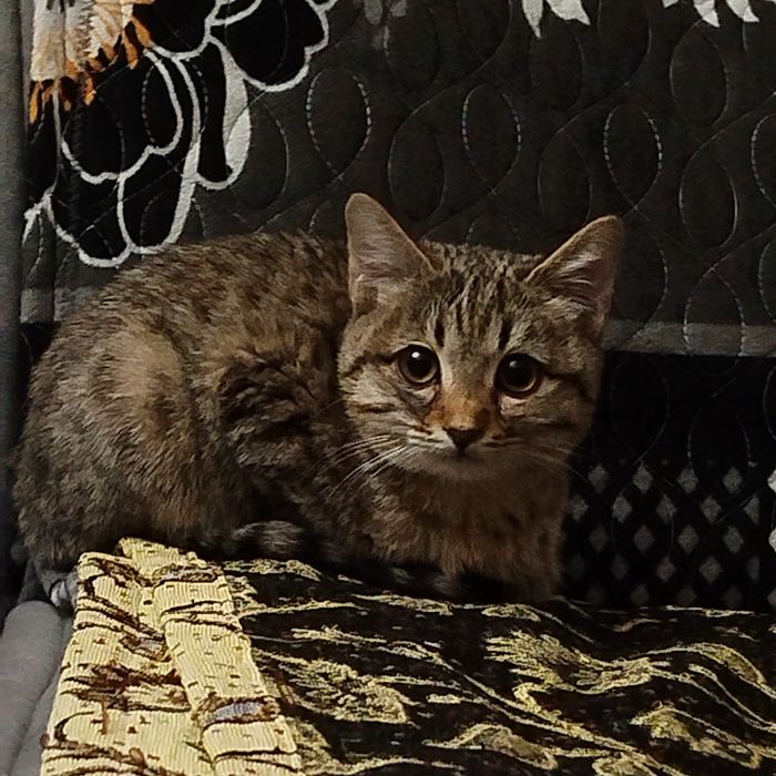 Породистый котёнок в добрые руки