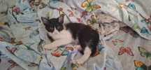 Ofer spre adoptie pisoi