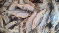 Вобла вяленая Капчагайская ограниченное количество штучно по 150 тенге