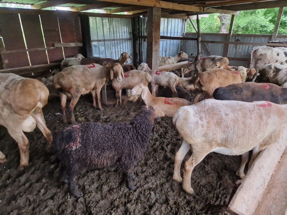 Қой қозы тоқталар