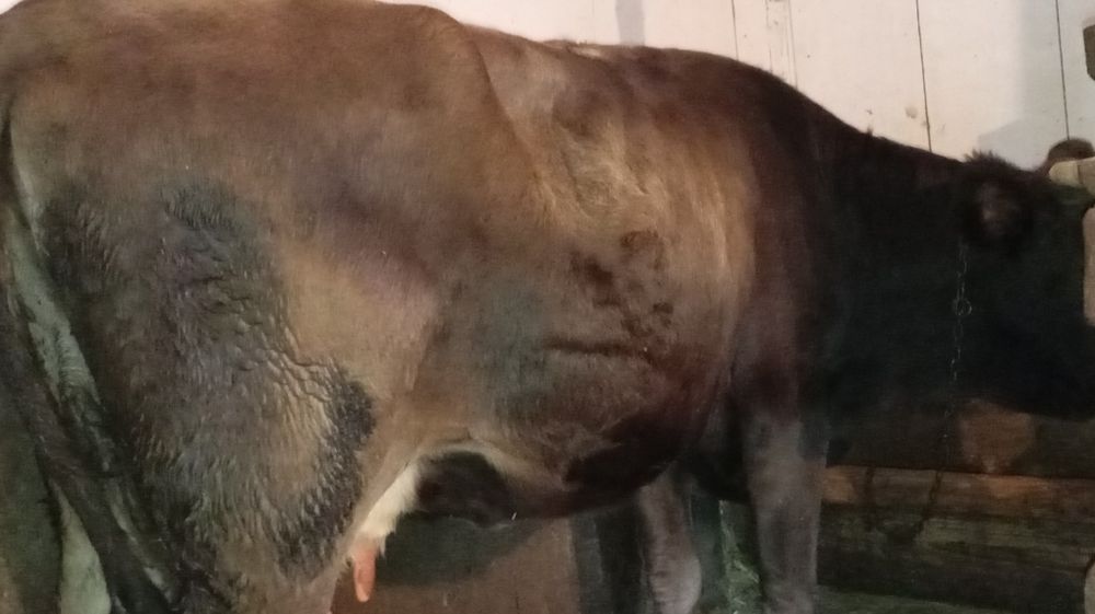 Vând vacă tânără cu lapte și gestantă