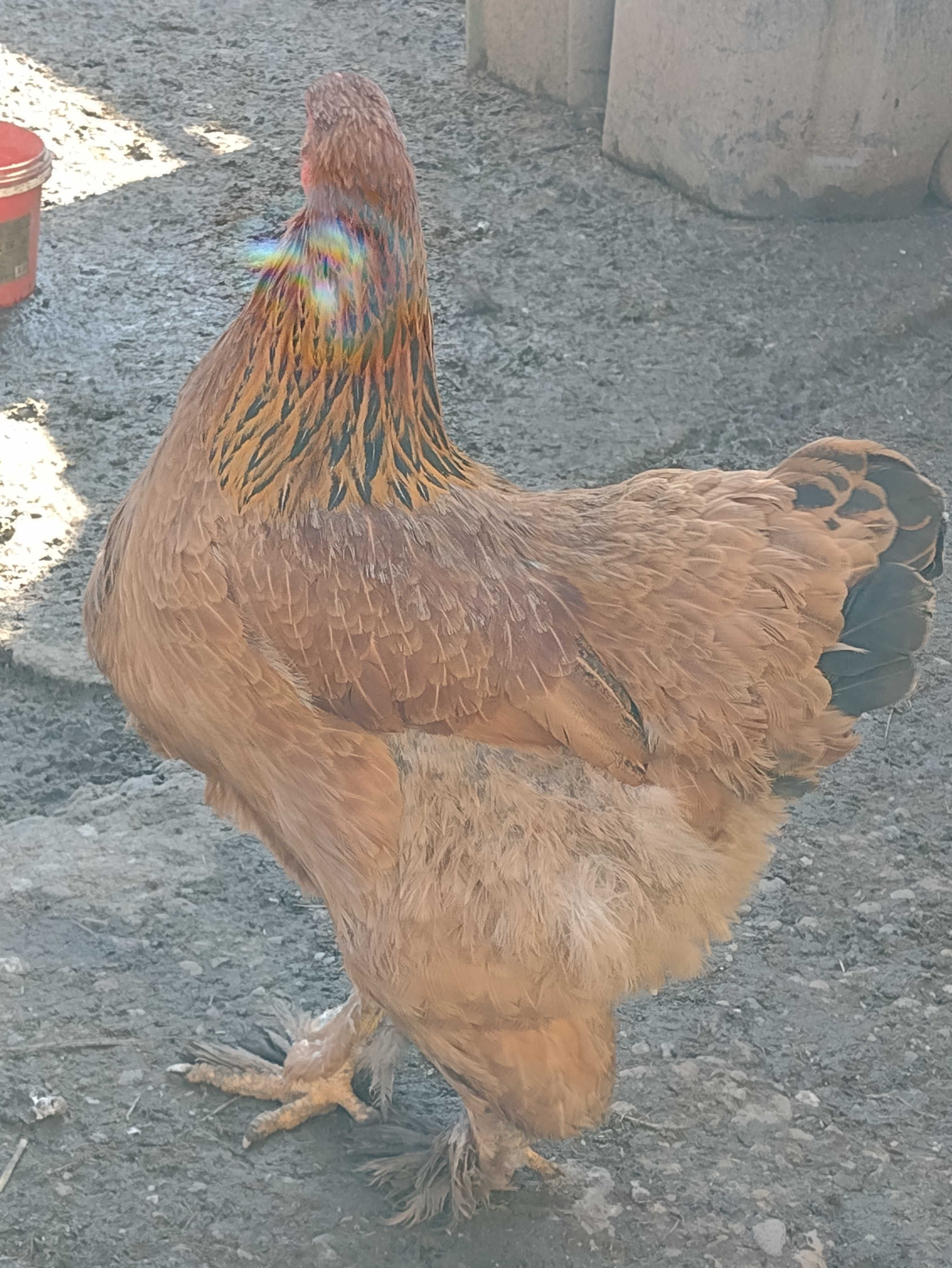 Oua incubație brahma urias