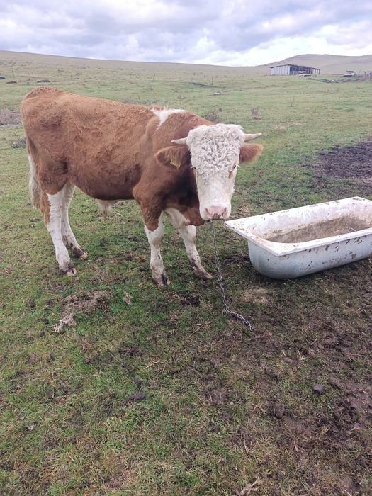 Vând tăuraș de 1 an și aproximativ 380 kg