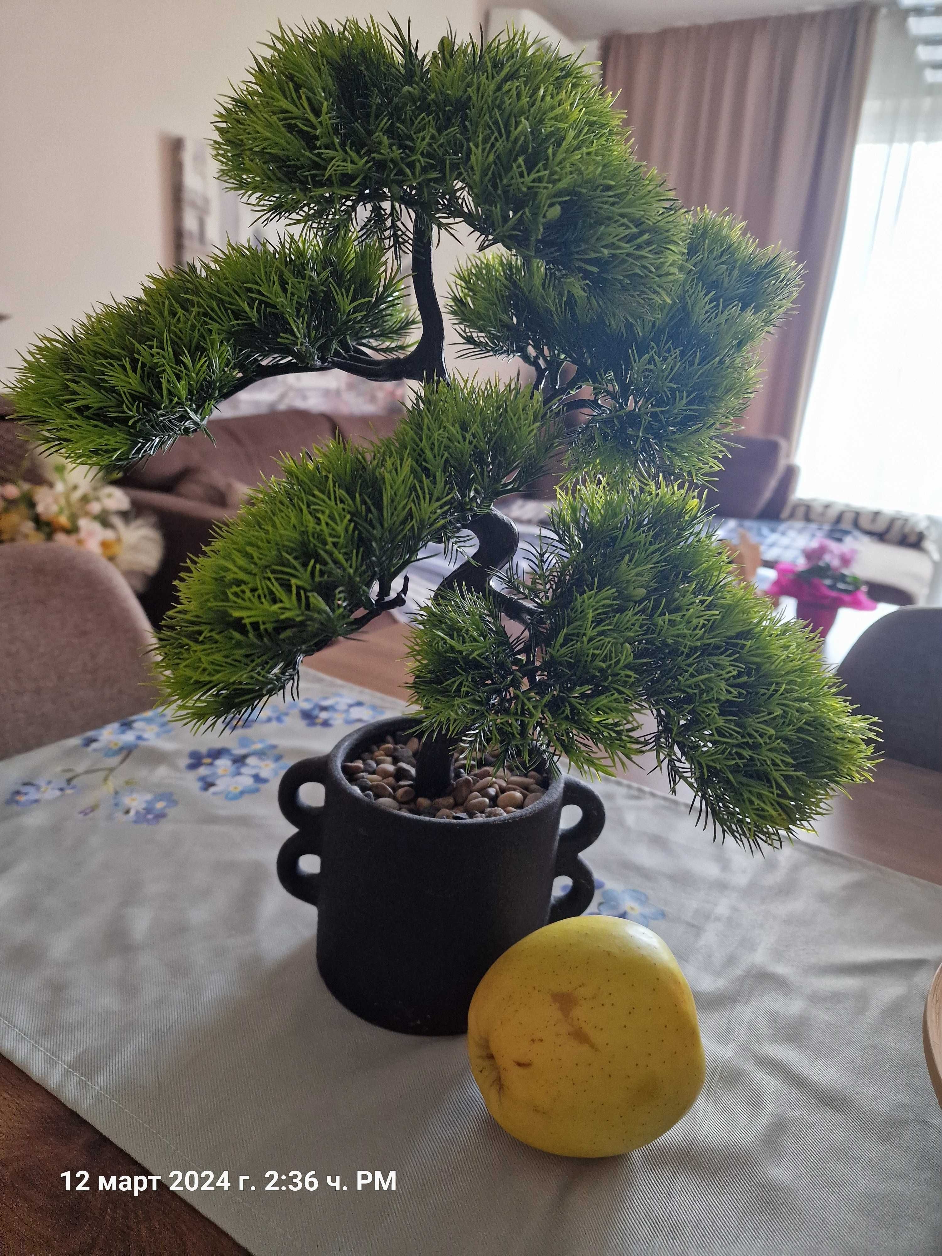 Декоративно растение - 40 см. със саксия