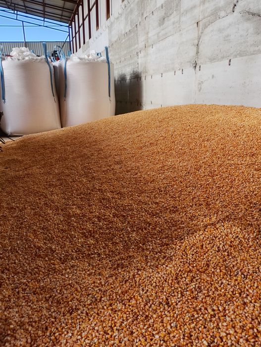 Porumb boabe de vînzare