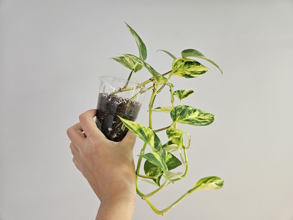 Сциндапсус золотистый