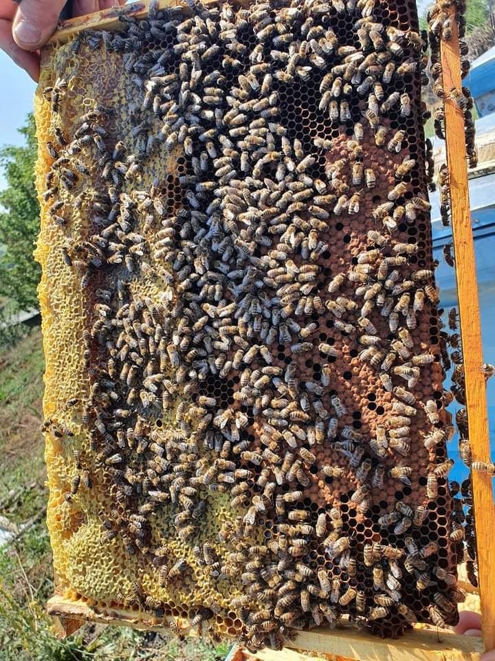 Miere de albine 100% naturală