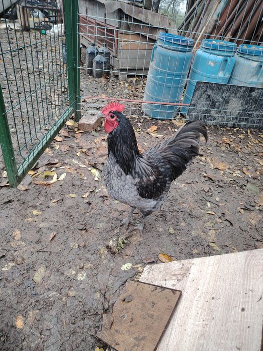 Vând cocos Australorp albastru