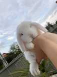 Iepuri pitici de companie Berbec pitic/Mini Lop