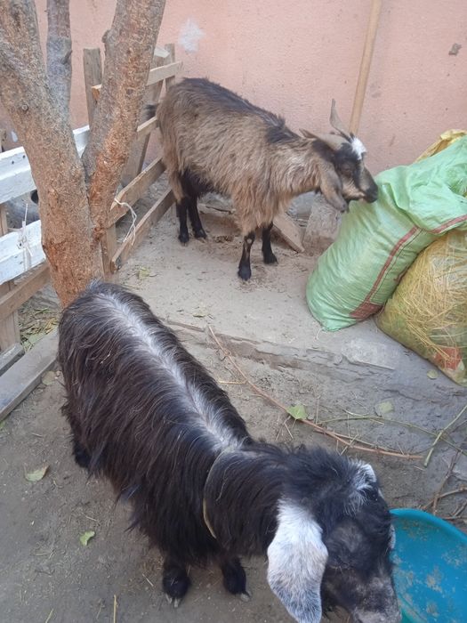 2 та мода эчки кисир