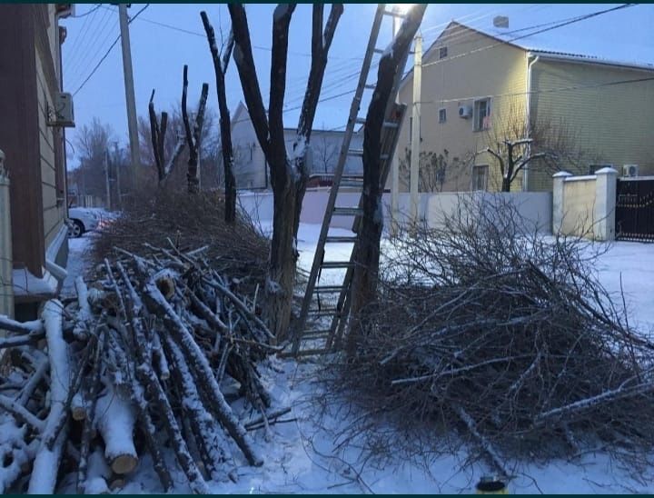 Обрезка деревьев в г. Атырау.