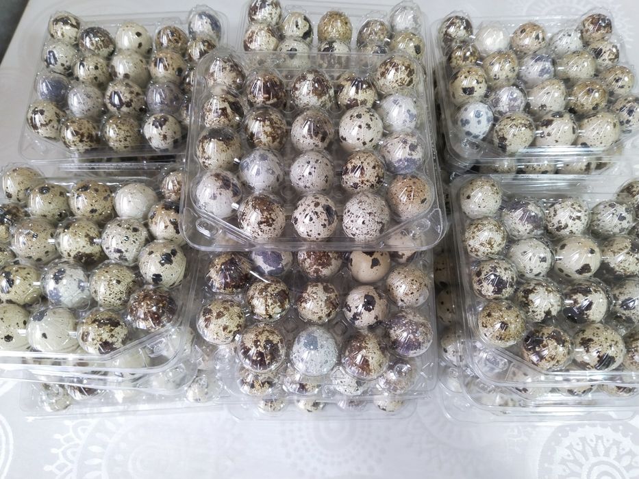 БӨДЕНЕ жұмыртқасы сатылады.