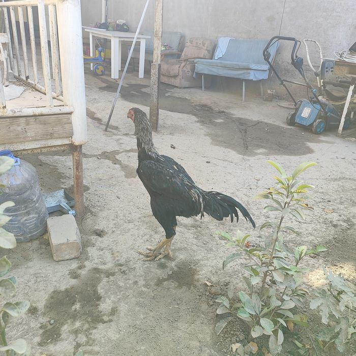 Dakan xorozlar sotiladi