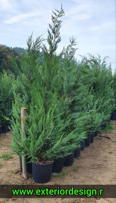 Leylandii ( cupressocyparis) - gard viu Leylandii