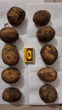 Реализуем картофель сорт Гала. 80 тенге за кг. В сетке 40 кг.