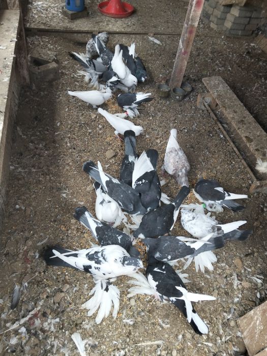 De vânzare porumbei gusati