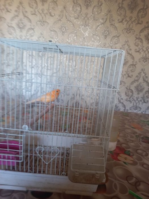 Канарейка сотилади нар