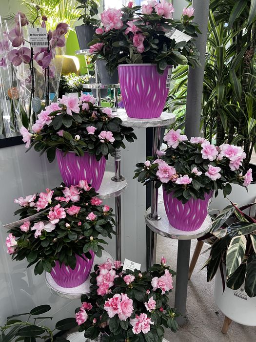 Комнатный цветок в горшке