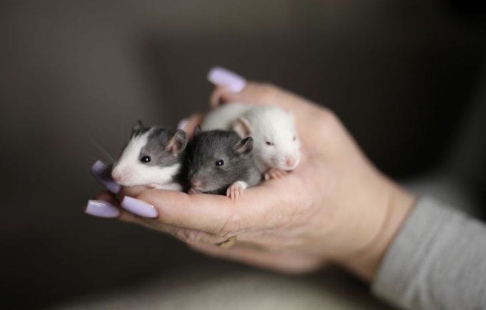 Крысята дамбоухие