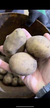 Картофель картошка полторашка семенная картошка картофель на посадку