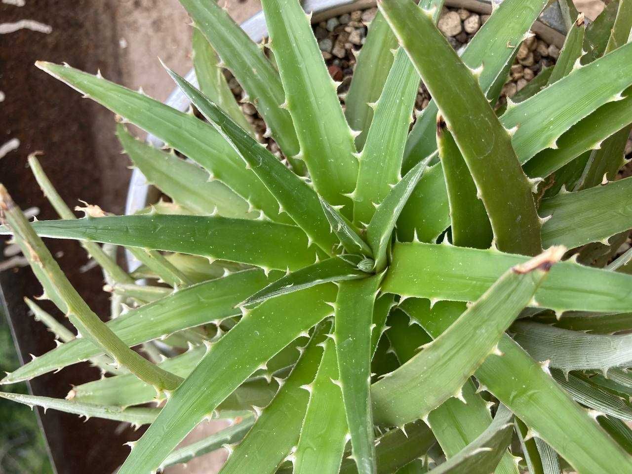 Выносливый суккулент диккия бревифолия (Dyckia Brevifolia), недорого