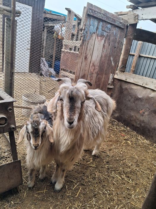 Ешкілер сатылады