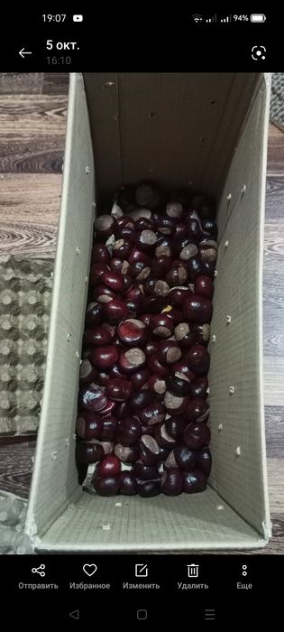 Продам плоды каштана конского, 500 ТГ за 1 кг