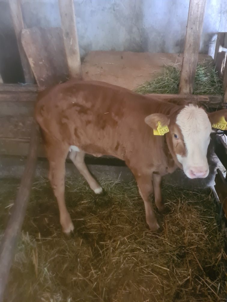 Vând vitea baltata românească.