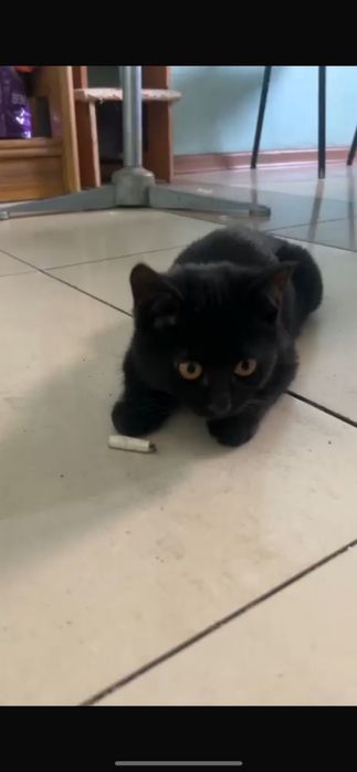 Отдам в хорошие руки