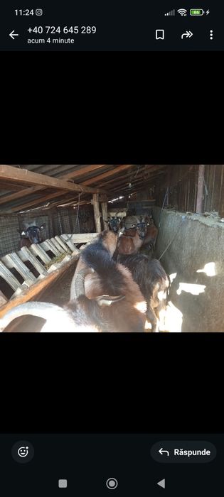 Vând capre alpine franceze