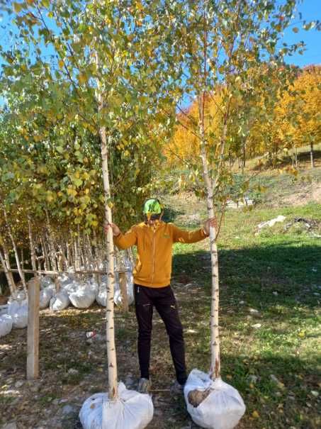 Tei parfumat, platan impunător și mesteacăn alb pentru decor natural