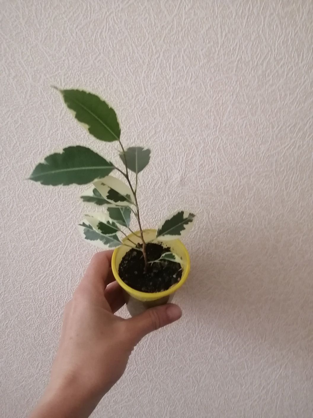 Продаю фикус Бенджамина Кинки