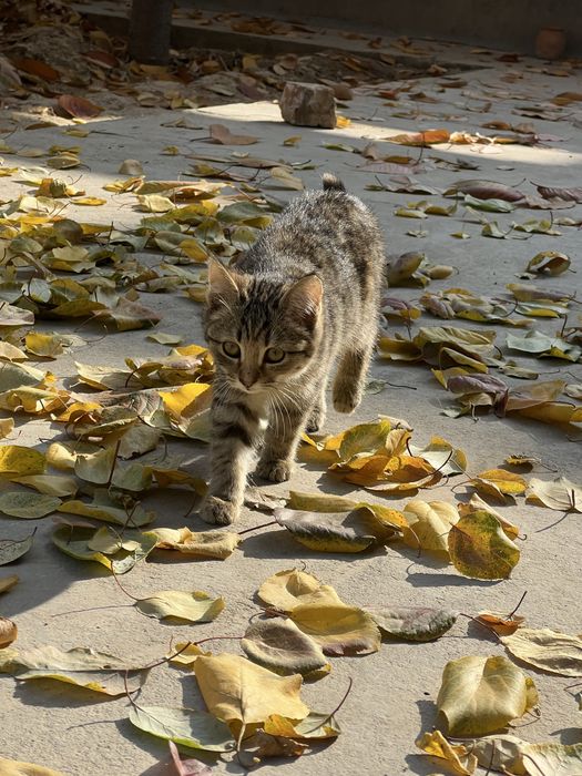 Домашние котята в добрые руки