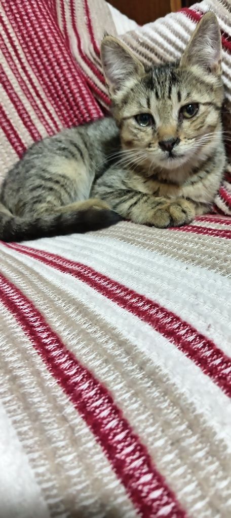 Котята, Mushukchalar