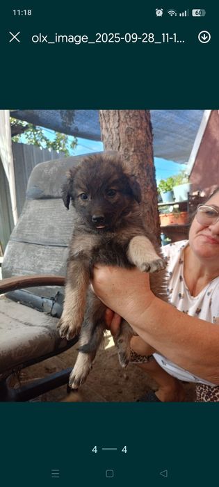 Ofer catelusi spre adoptie