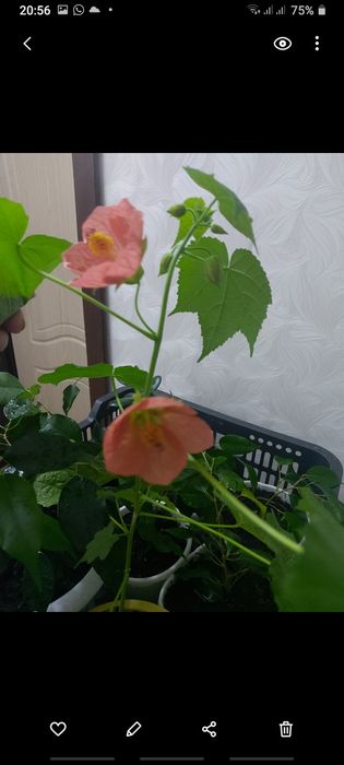 Абутилон,гибискусы
